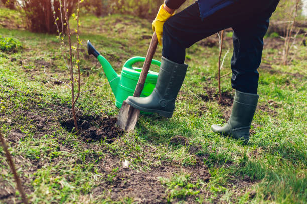 istock Gardener planting tree in spring garden using shovel. Farmer working outdoors 1146107879