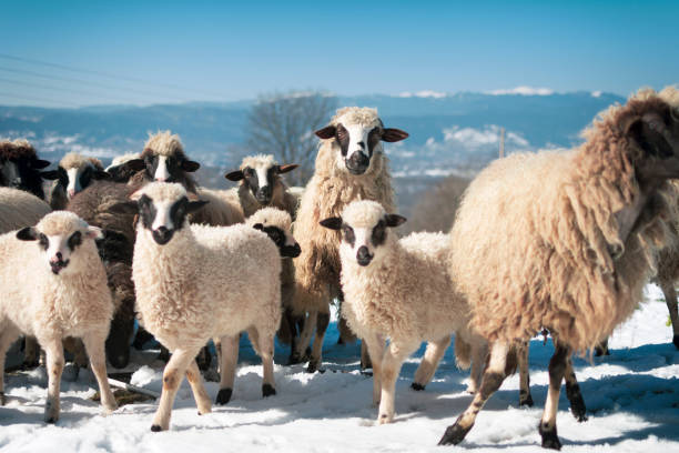 стадо овец на лугу в горах в зимнее время. глядя на камеру - sheeps through time стоковые фото и изображения