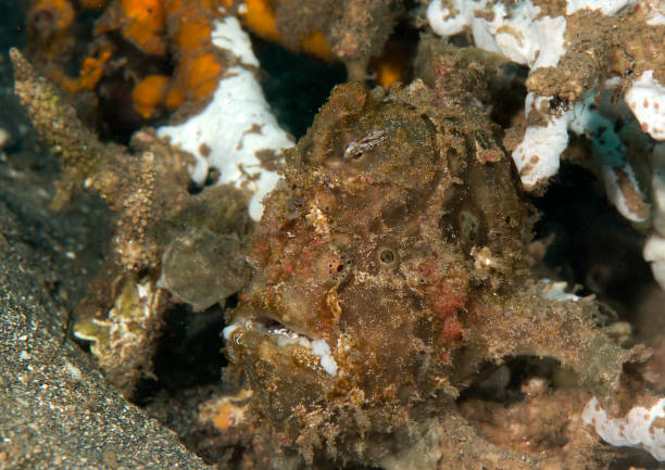 Giant frogfish among corals Close-up of a giant frogfish (antennarius commerson) among rocks of Bali, Indonesia red frog fish stock pictures, royalty-free photos & images