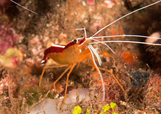 istock Humpback cleaner shrimp on coral 1146108273