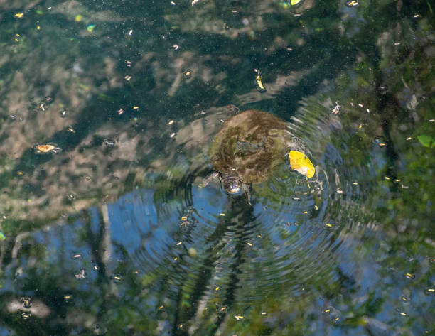 istock Moss-covered Cuban slider turtle coming up for air in a cenote 1146108304
