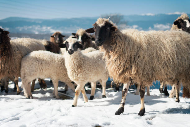 стадо овец на лугу в горах в зимнее время. глядя на камеру - sheeps through time стоковые фото и изображения