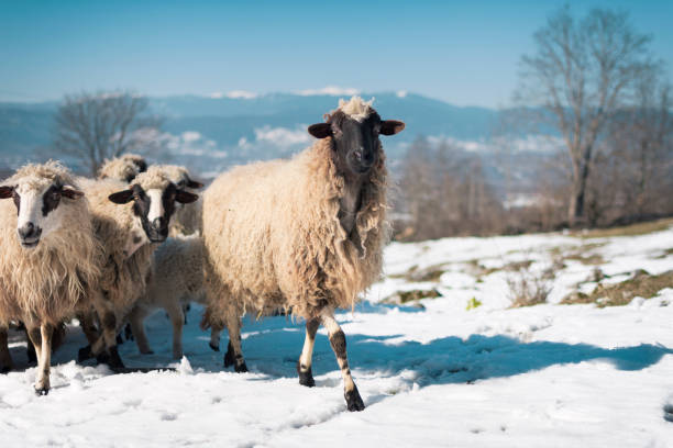 una manada de ovejas en la pradera en las montañas durante el invierno. mirando la cámara - sheeps through time fotografías e imágenes de stock