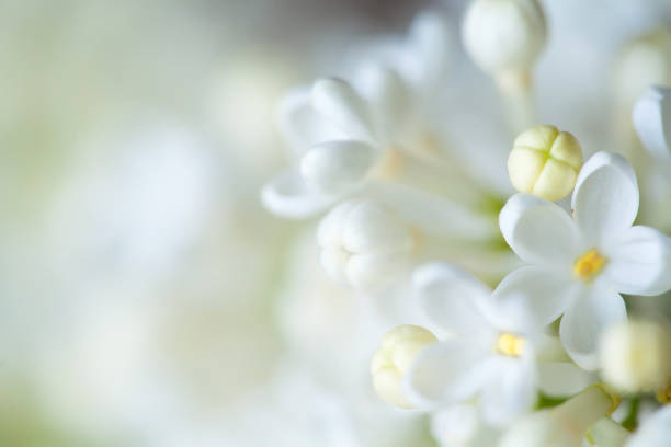 istock White flowers of lilac on nature. 1146111478