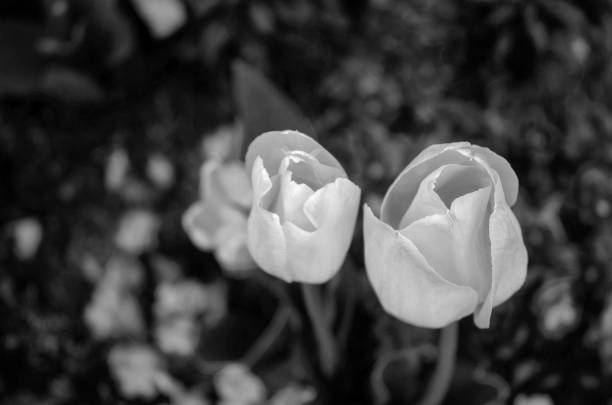 istock Tulips, Early Spring Flowers and Blossoms Captured in Black and White 1146114213