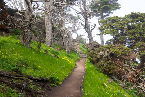istock A path leads through a grassy meadow and wildflowers to steps that climb through a misty Monterey cypress forest and granite boulders 1146114351