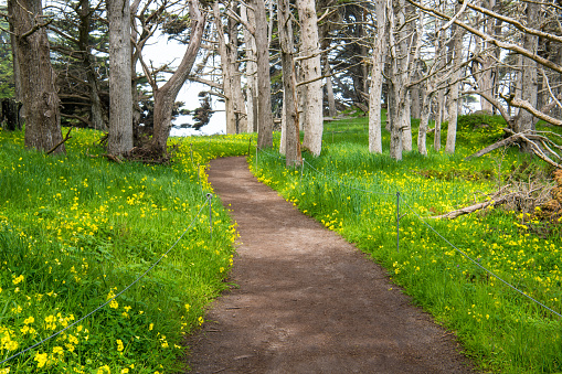 Forest path in Point Lobos, Carmel, California