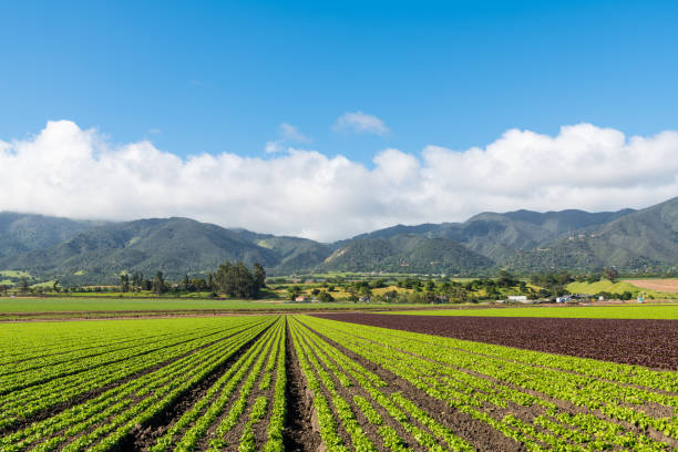 agrarszene eines feldes von grünem und rotem salat mit reihen zur perspektive auf eine gebirgskette im salinas valley, monterey county, kalifornien - salinas stock-fotos und bilder