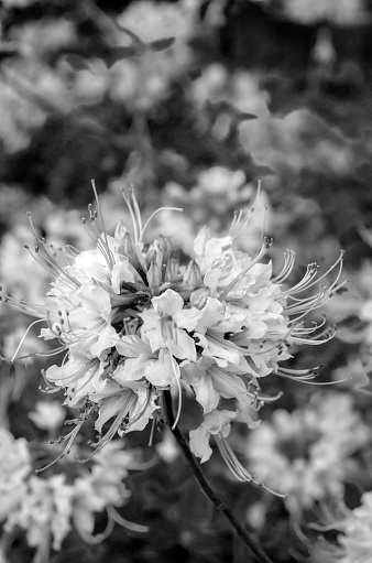 Early Spring Flowers and Blossoms Captured in Black and White