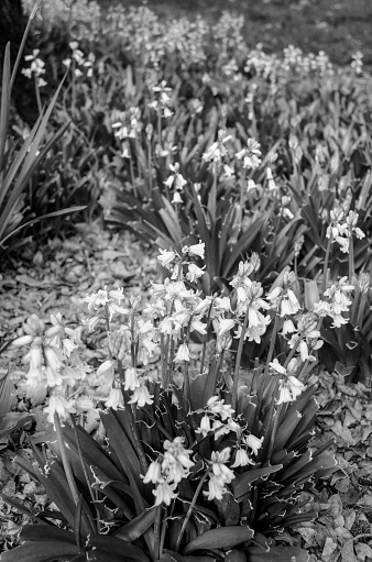 Bluebells, Early Spring Flowers and Blossoms Captured in Black and White