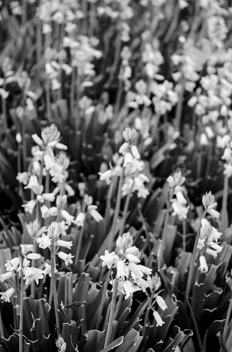 Bluebells, Early Spring Flowers and Blossoms Captured in Black and White