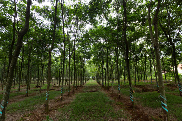 istock Latex rubber plantation or para rubber tree or tree rubber 1146115484