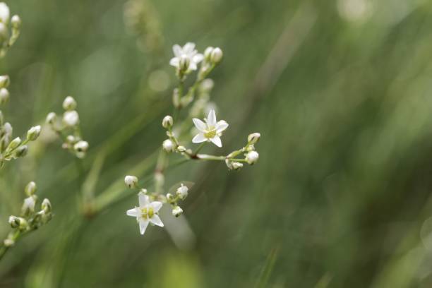istock Thyme-leaf sandwort, Arenaria serpyllifolia 1146118612