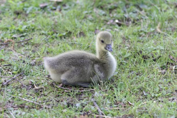 istock Greylag goose (Anser anser) duckling 1146119061