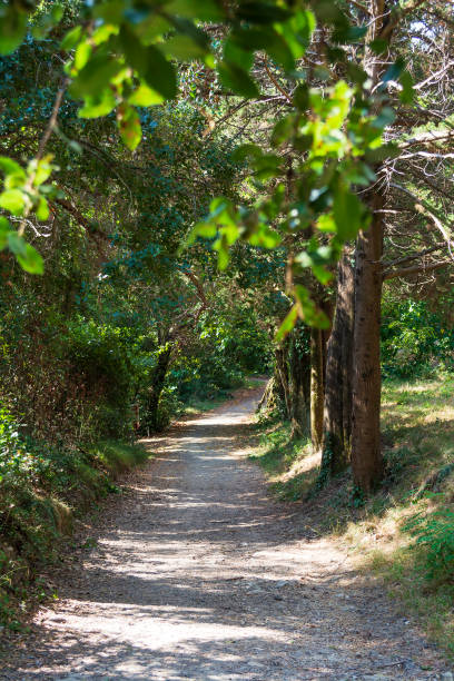 istock Mon Repos park, Corfu Town, Greece 1146119803