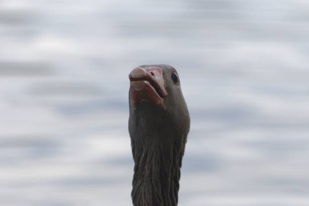 Portrait of a threatening greylag goose (Anser anser)