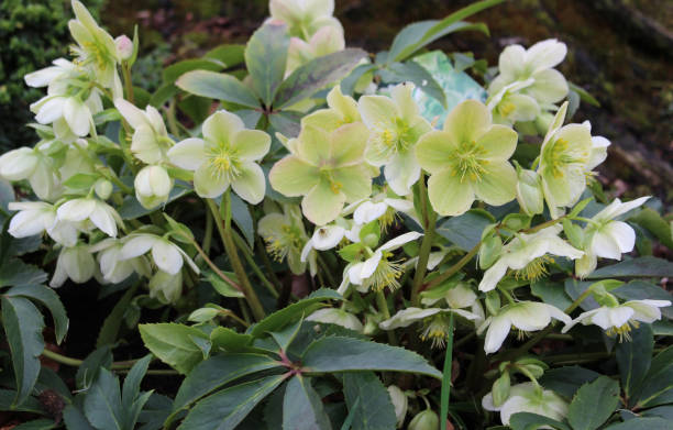 Helleborus orientalis. Blooming flowers of Christmas Rose. Bush of evergreen perennial flowering plant. Helleborus orientalis. Closeup of blooming flowers of Christmas Rose. Bush of evergreen perennial flowering plant. hellebore stock pictures, royalty-free photos & images