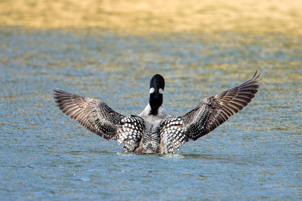 istock Back of common loon with wings wide. 1146120298