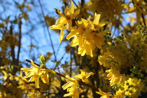 Photo of Korean Goldenbell Tree in the sunlight.