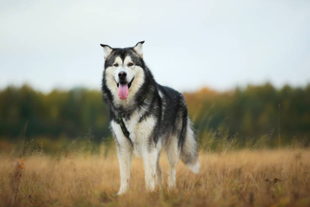 Big brown white purebred majestic Alaskan Alaska Malamute dog on the empty field in summer park Portrait of a big white gray purebred Alaskan Malamute dog standing on the empty meadow looking aside Dog put tongue out with. Blue bright cloudy sky, grass and trees background siberia summer stock pictures, royalty-free photos & images