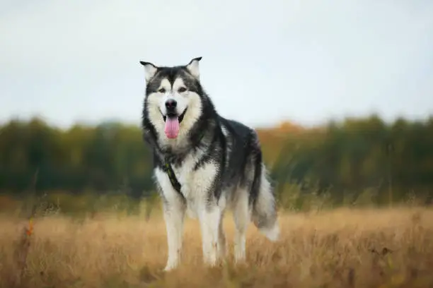 Portrait of a big white gray purebred Alaskan Malamute dog standing on the empty meadow looking aside Dog put tongue out with. Blue bright cloudy sky, grass and trees background
