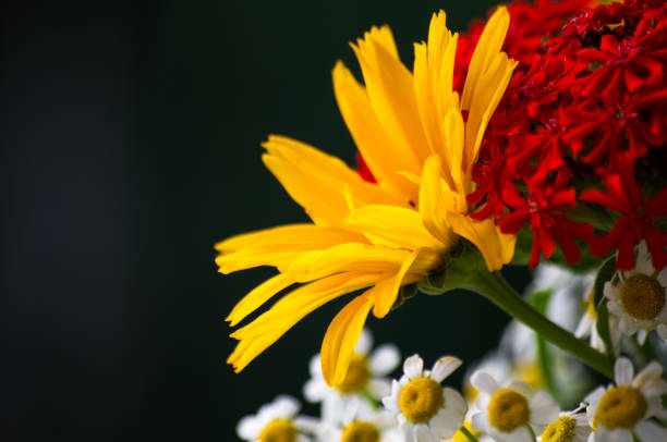 istock bouquet of bright spring flowers of various types 1146122264