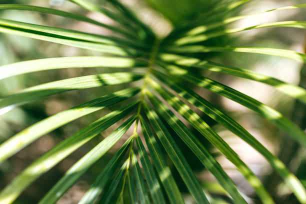 istock Shot in Havana, simple palm tree leaves. 1146124058