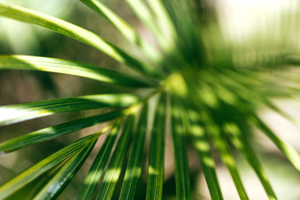 Botany and travel photography.