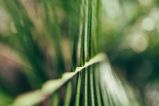 Botany and travel photography.