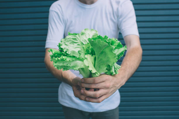 Cut view of man holding green leaves of lettuce with both hands. Isolated on striped and blue background.