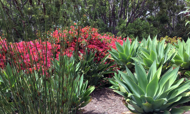 istock Lush California drought garden 1146125306