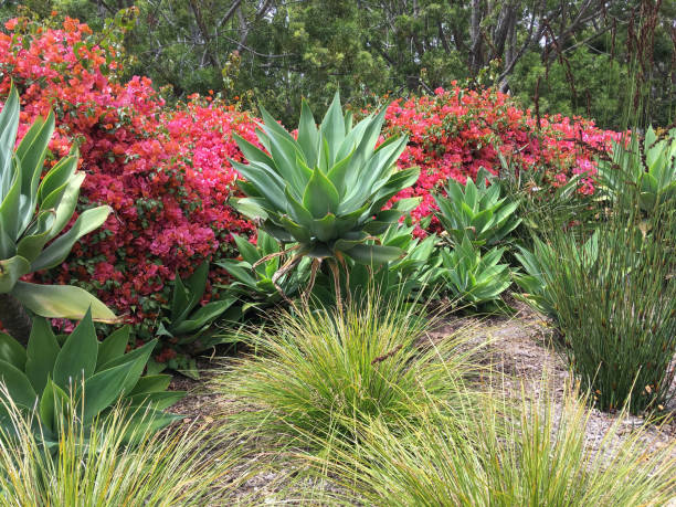 istock California drought garden 1146125314