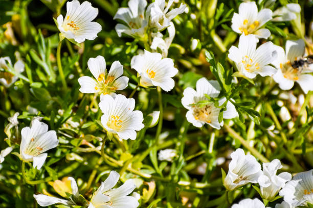 kuvapankkikuvat ja rojaltivapaat kuvat aiheesta valkoinen niittymaha (limnanthes alba) kukkii north table mountainin ekologisella suojelualueella, oroville, kalifornia - meadowfoam