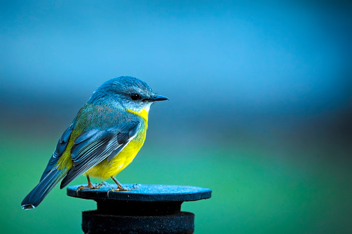 Tiny yellow robin outdoors