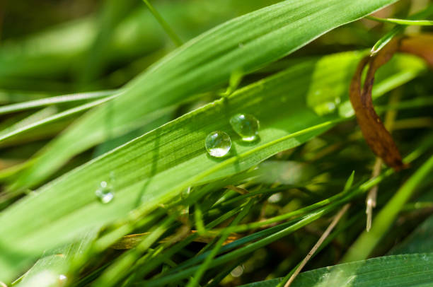 istock Drops of water on the green grass after rain, macro 1146128652