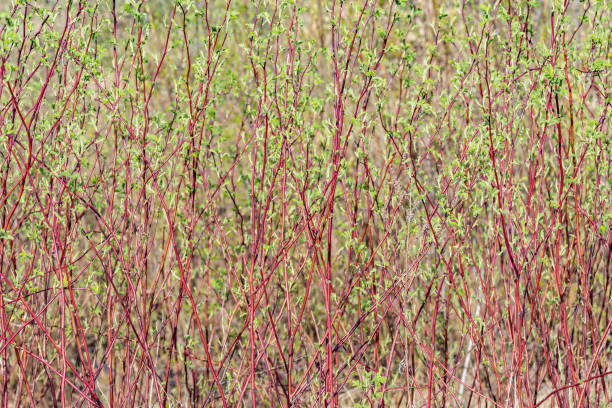istock Small tree crowns by the countryside road. 1146129413
