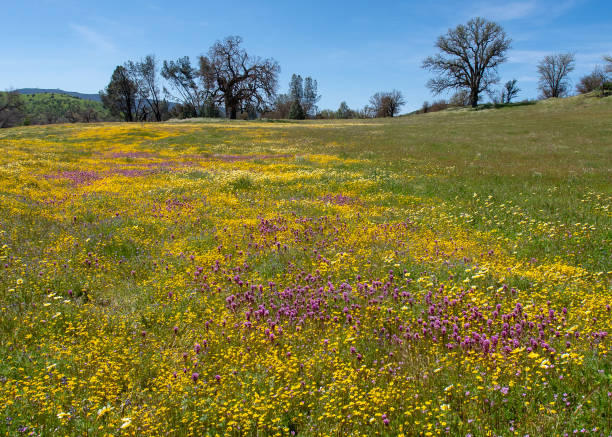 istock Wildflowers along Shell Creek Road 1146130064