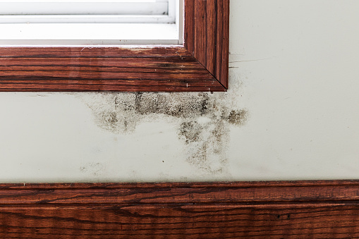 Black mold on a drywalled wall between a window and the baseboard trim.