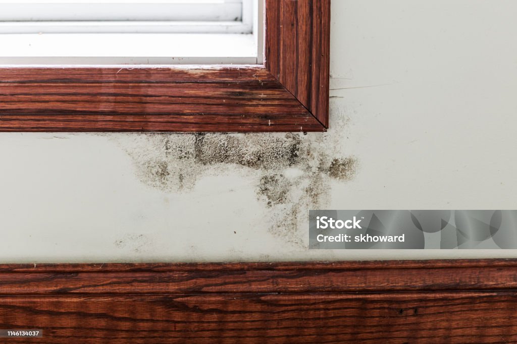 Black Mold Under Window Black mold on a drywalled wall between a window and the baseboard trim. Fungal Mold Stock Photo
