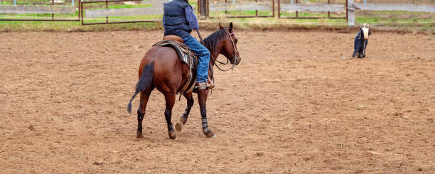 ロデオ - horse cutting competition ストックフォトと画像