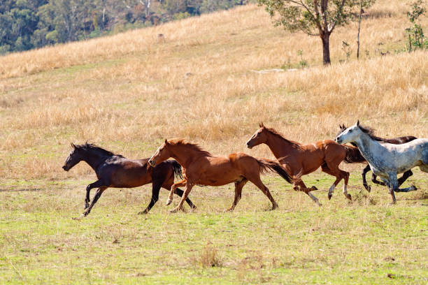 istock Wild Horses Racing Outdoors 1146135474