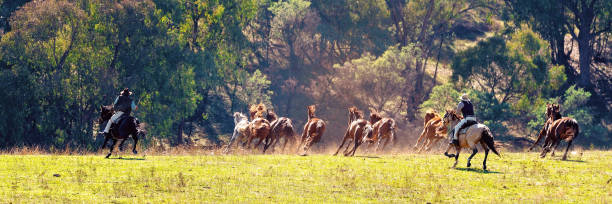 istock Wild Horses Racing Outdoors 1146135491