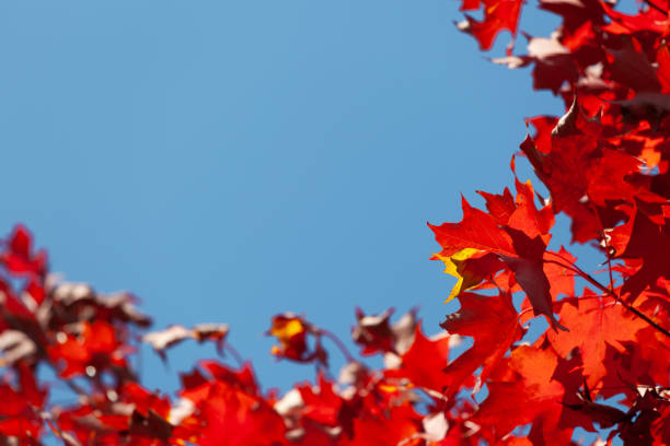 istock Vivid red autumn maple leafs against blue sky with copy space 1146135690
