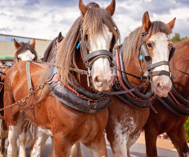 istock Clydesdale Horses 1146135741