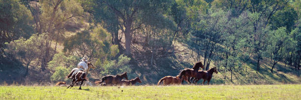 istock Wild Horses Running Free 1146135751