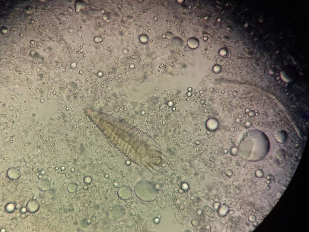 Demodex parasite under skin in dog or people take photo from microscope stock photo