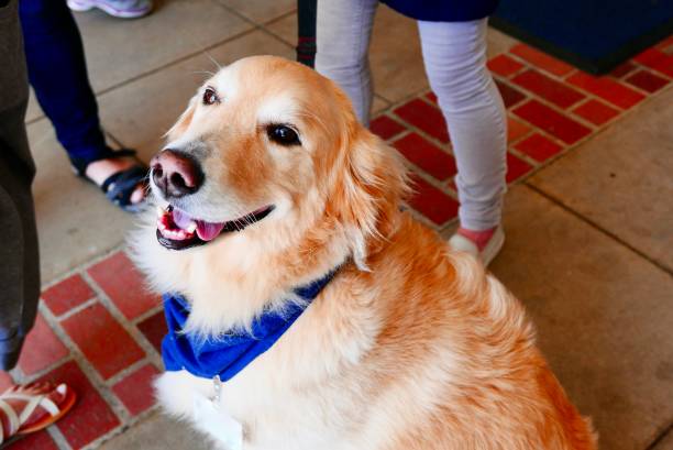chiens d’assistance thérapeutique - joy golden retriever retriever dog photos et images de collection