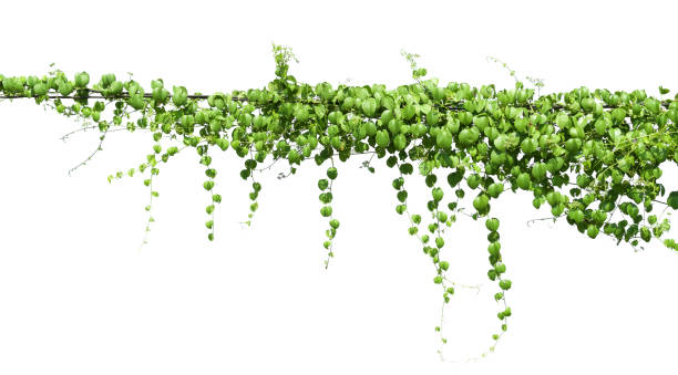 istock green Ivy plants hanging on electrical wires isolate white background 1146139500