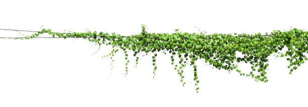 istock green Ivy plants hanging on electrical wires isolate white background 1146139503