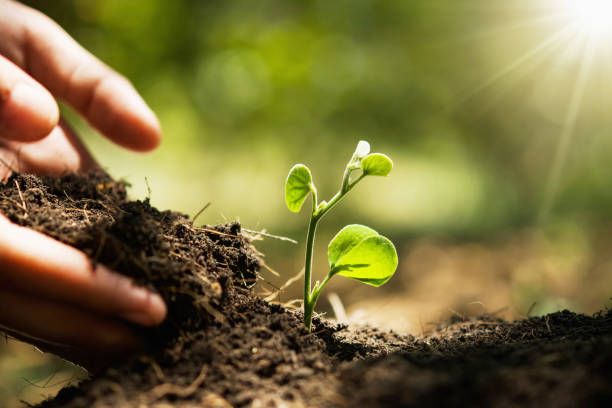 istock hand planting in garden. earth day concept 1146139505
